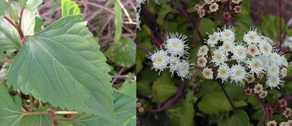The Dangers of Crofton Weed: Know What to Look For