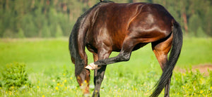 Itchy horse? Our top protection picks!