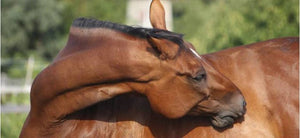 Understanding and Managing Equine Itch