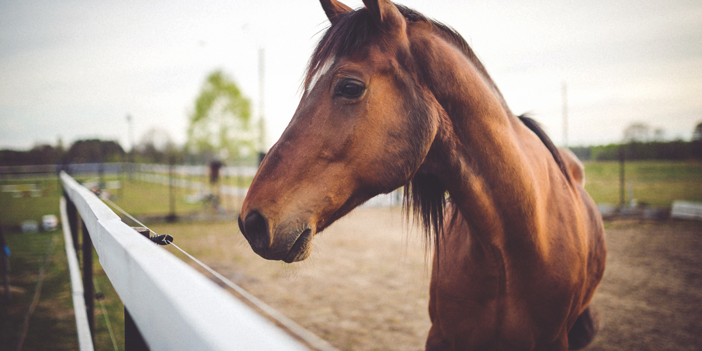Spotting & Treating Equine Hoof Thrush