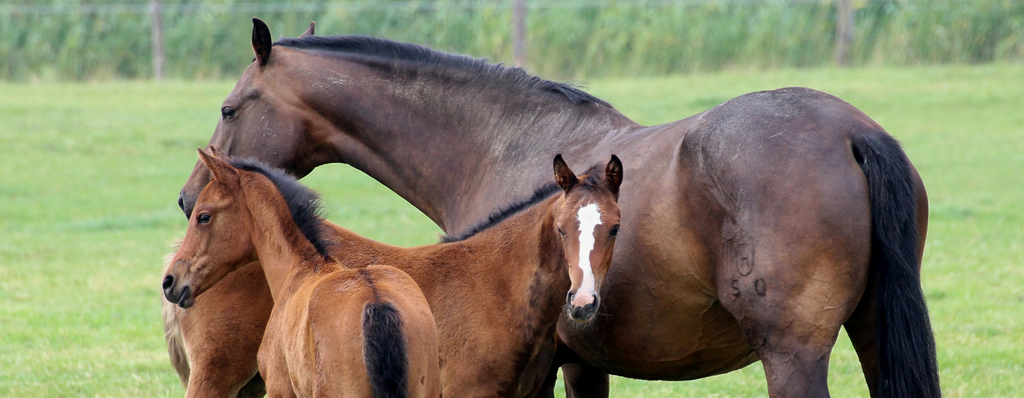 Breeding Season: Get your mare’s nutrition right from the start