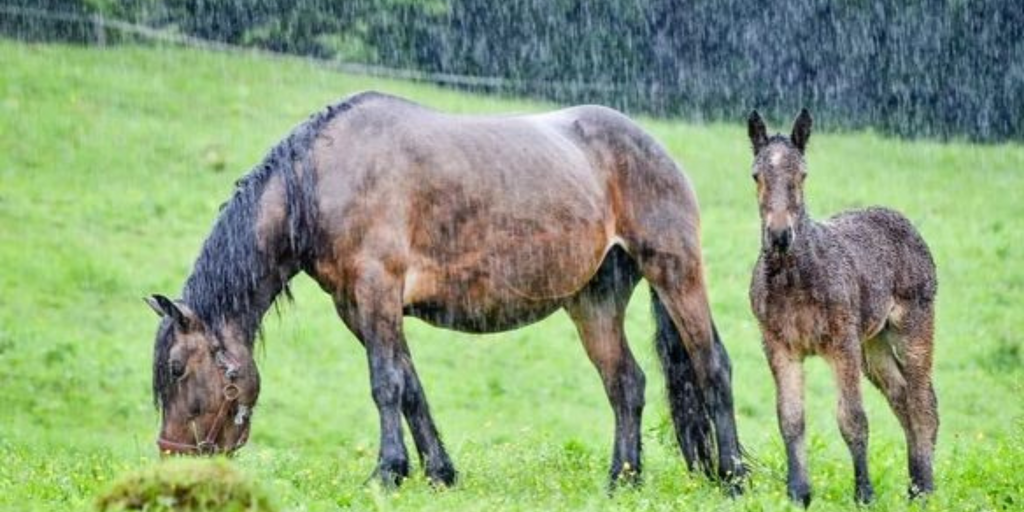 Rain, Rain Go Away! Treating Rain scald and Mud Fever