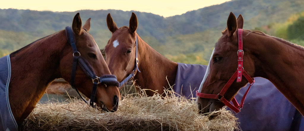 How Hay Helps Your Horse Keep Warm When It's Raining