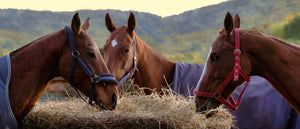 How Hay Helps Your Horse Keep Warm When It's Raining