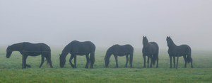 Winter Feeding Tips