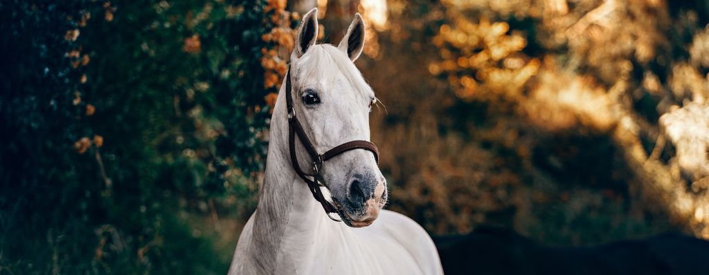Magnesium's Role in the Horse's Diet