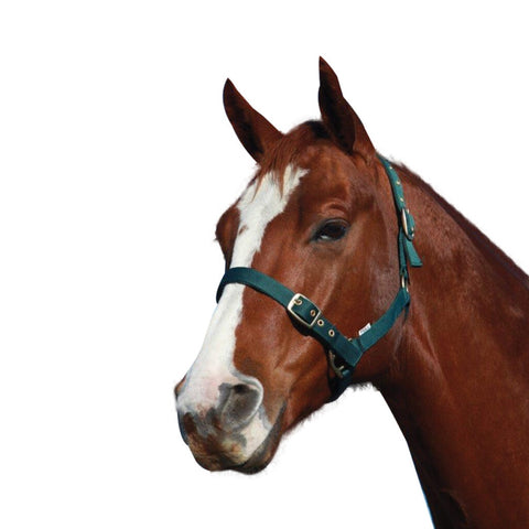 Showcraft - Warmblood Headstall