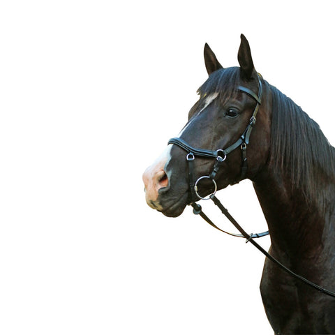 Mcalister - Competition Bridle